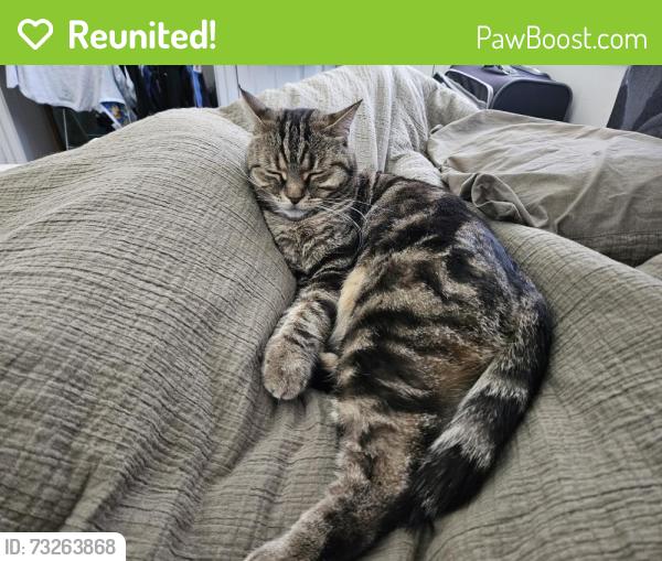 Reunited Female Cat last seen Merrow street, Mount Warren Park, QLD 4207
