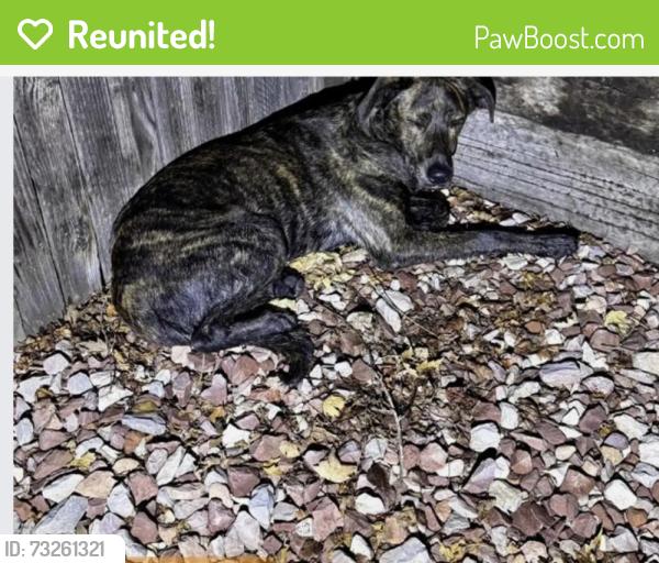 Reunited Male Dog last seen 64th and Gray, Arvada, CO 80003