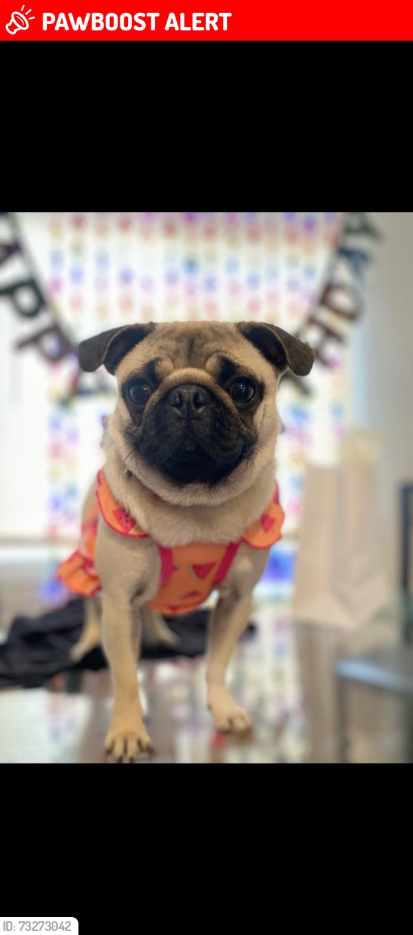 Lost Female Dog last seen N Hazard Ave & Floral Dr, Los Angeles 90063, East Los Angeles, CA 90063