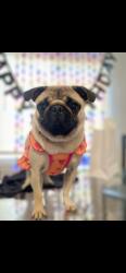 Lost Female Dog last seen N Hazard Ave & Floral Dr, Los Angeles 90063, East Los Angeles, CA 90063