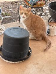 Found/Stray Male Cat last seen Safety City, Abilene, TX 79605