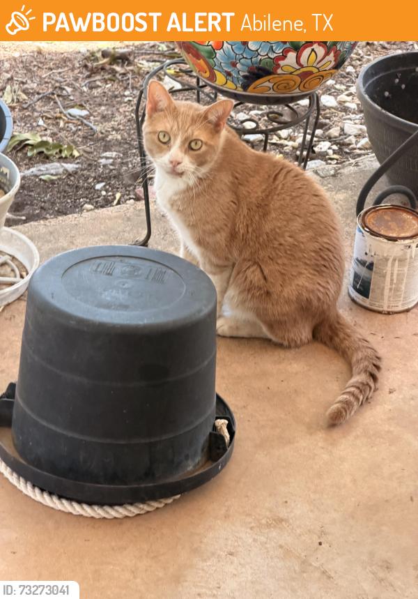 Found/Stray Male Cat last seen Safety City, Abilene, TX 79605