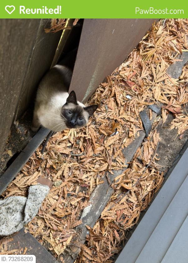 Reunited Male Cat last seen Kearney, San Francisco, CA 94133