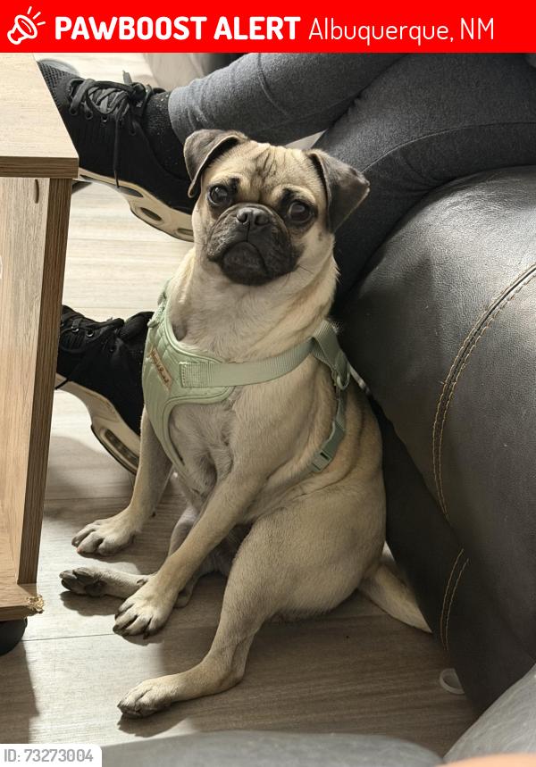 Lost Female Dog last seen Near Candelaria Rd NW Alburquerque NM, Albuquerque, NM 87107