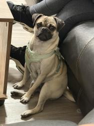Lost Female Dog last seen Near Candelaria Rd NW Alburquerque NM, Albuquerque, NM 87107