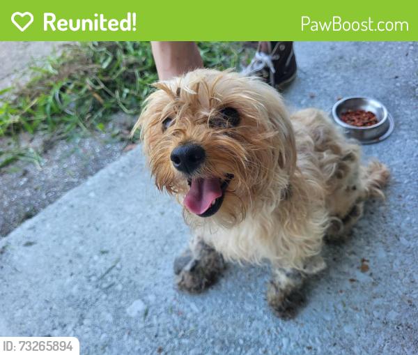 Reunited Female Dog last seen Cherbourg Ave. North, Jacksonville, FL 32205