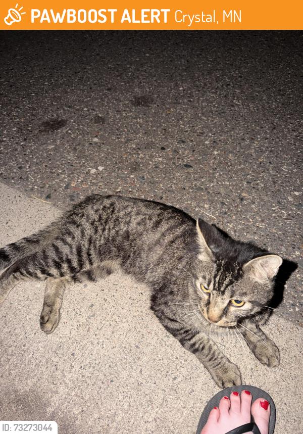 Found/Stray Male Cat last seen Crystal, MN, Crystal, MN 55422