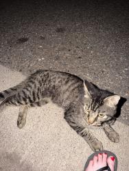 Found/Stray Male Cat last seen Crystal, MN, Crystal, MN 55422