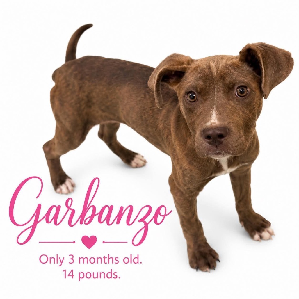 Shelter Stray Female Dog last seen , 2350 Appling City Cove, Memphis, TN 38133, USA