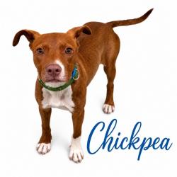 Shelter Stray Male Dog last seen , 2350 Appling City Cove, Memphis, TN 38133, USA