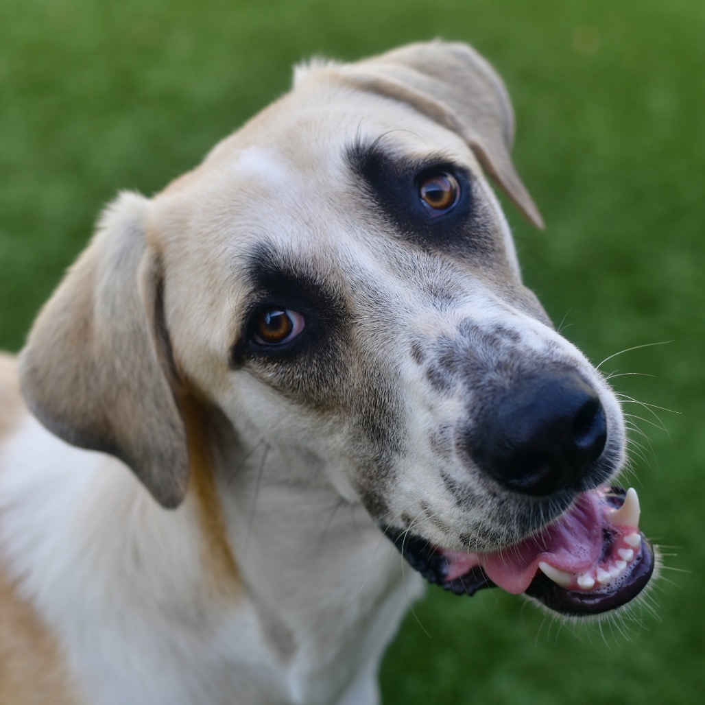 Shelter Stray Male Dog last seen , 3173 K-68 Hwy, Ottawa, KS 66067, USA