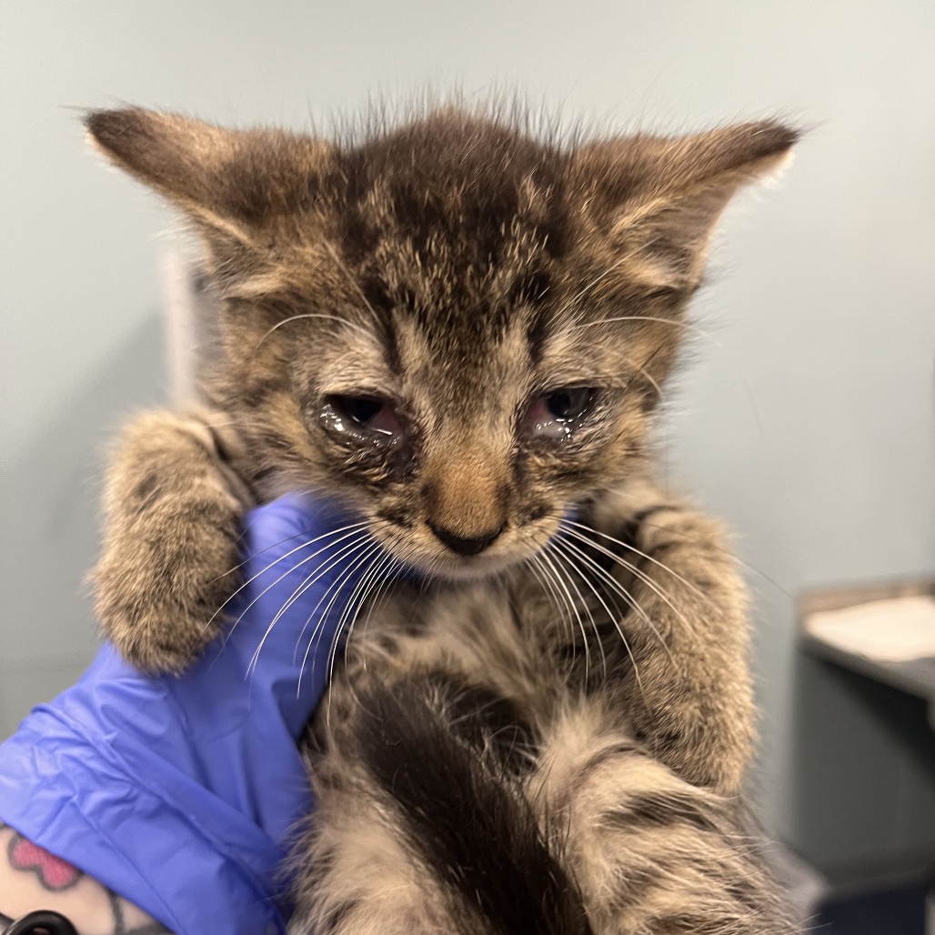 Shelter Stray Unknown Cat last seen , 980 Guilford College Rd, Greensboro, NC 27409, USA