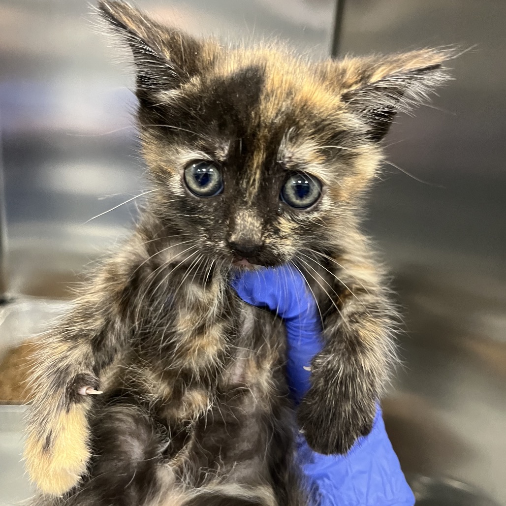 Shelter Stray Unknown Cat last seen , 980 Guilford College Rd, Greensboro, NC 27409, USA