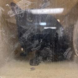 Shelter Stray Male Cat last seen , Animal Care & Control Team of Philly, 111 W Hunting Park Ave, Philadelphia, PA 19140, USA