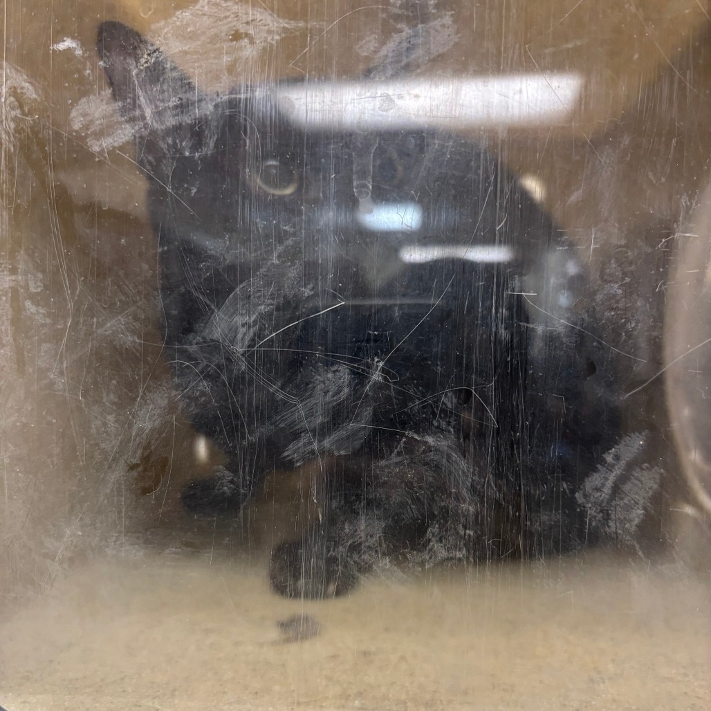 Shelter Stray Male Cat last seen , Animal Care & Control Team of Philly, 111 W Hunting Park Ave, Philadelphia, PA 19140, USA