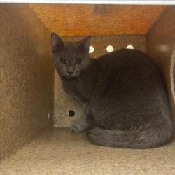 Shelter Stray Female Cat last seen , Animal Care & Control Team of Philly, 111 W Hunting Park Ave, Philadelphia, PA 19140, USA