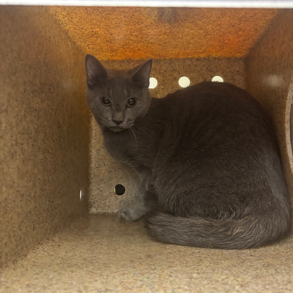 Shelter Stray Female Cat last seen , Animal Care & Control Team of Philly, 111 W Hunting Park Ave, Philadelphia, PA 19140, USA