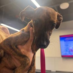 Shelter Stray Female Dog last seen , 3607 N Armenia Ave, Tampa, FL 33607, USA