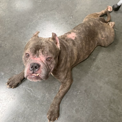 Shelter Stray Male Dog last seen , 3100 Deats Rd, Dickinson, TX 77539, USA