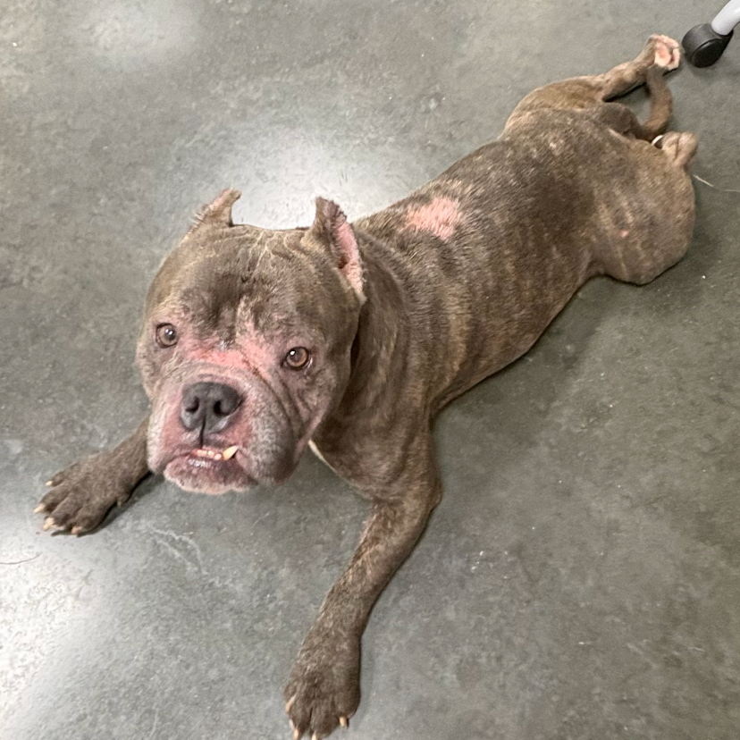 Shelter Stray Male Dog last seen , 3100 Deats Rd, Dickinson, TX 77539, USA