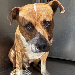 Shelter Stray Male Dog last seen , 2451 N Expressway 281, Edinburg, TX 78541, USA