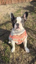Reunited Female Dog last seen Near Canal St, Los Fresnos, TX 78566, USA, Los Fresnos, TX 78566