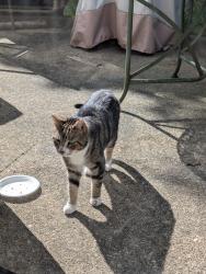 Found/Stray Female Cat last seen Village Dr, Pike Creek, DE 19707