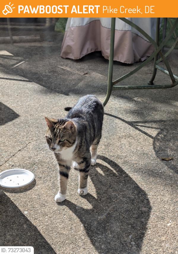 Found/Stray Female Cat last seen Village Dr, Pike Creek, DE 19707