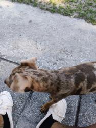 Reunited Male Dog last seen Jammes rd, Jacksonville, FL 32210