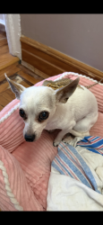 Reunited Female Dog last seen Bayridge pkwy between 18thave and 19th ave, Brooklyn, NY 11204