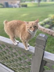 Lost Female Cat last seen Near mi past Noonday Camo on 450, Hallsville, Hallsville, TX 75650