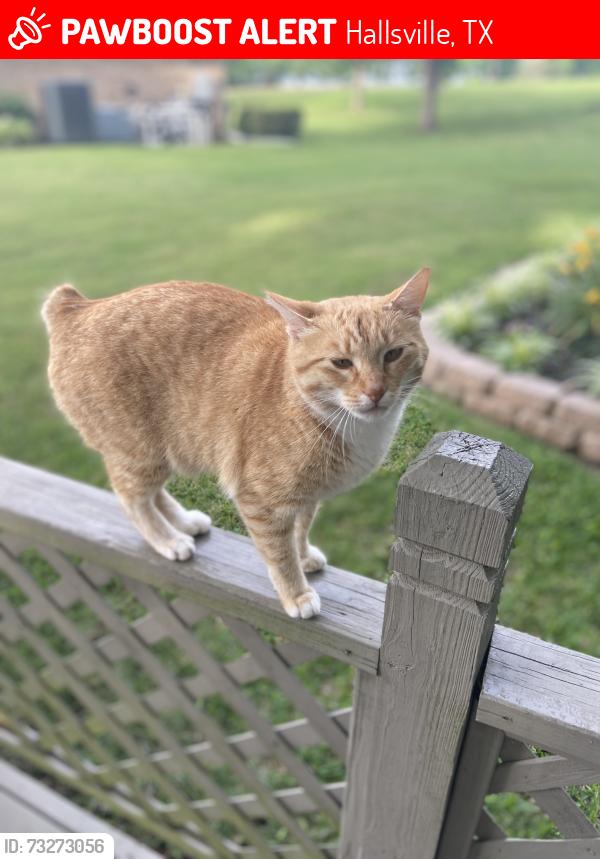 Lost Female Cat last seen Near mi past Noonday Camo on 450, Hallsville, Hallsville, TX 75650