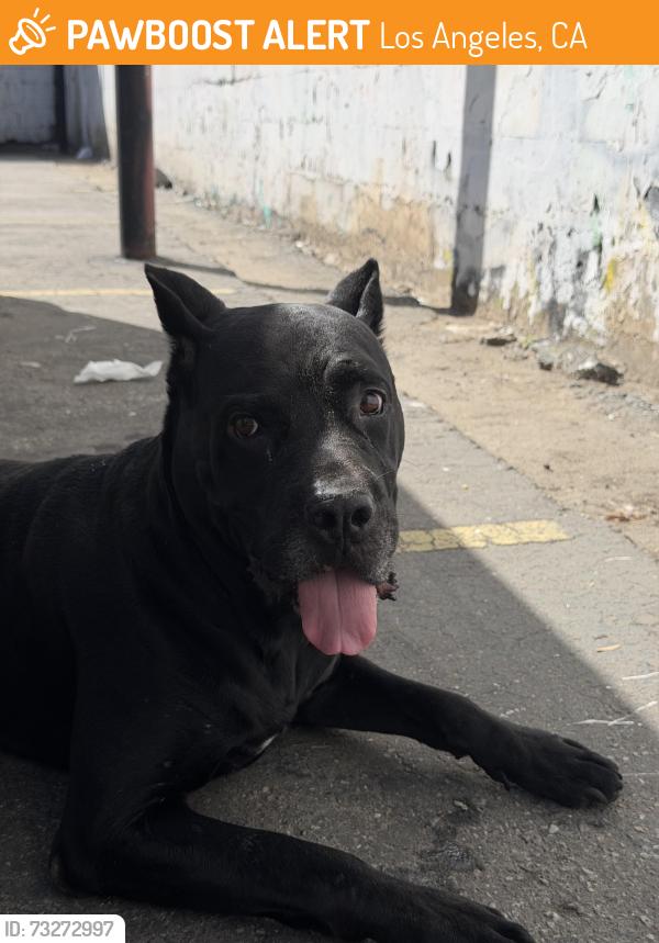 Found/Stray Male Dog last seen Near Santee St, Los Angeles, CA 90014