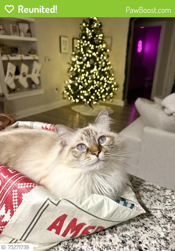 Reunited Male Cat last seen TGM Bay Isle apmts, St. Petersburg, FL 33716