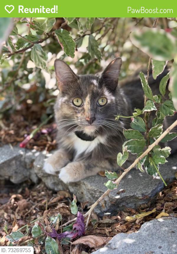 Reunited Female Cat last seen Lemoli Ave by the speed sign, heading toward Manhattan Beach Blvd., Gardena, CA 90249