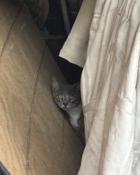 Found/Stray Unknown Cat last seen Flayvors of Cook Farm, Hadley, MA 01035