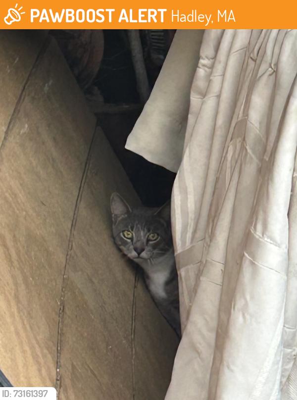 Found/Stray Unknown Cat last seen Flayvors of Cook Farm, Hadley, MA 01035