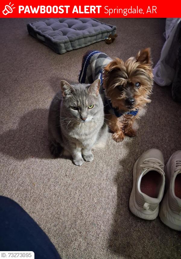 Lost Male Dog last seen Braxton and Wilson, Springdale, AR 72764