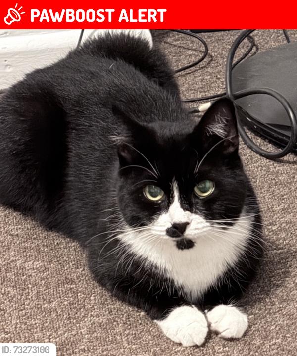 Lost Female Cat last seen baffins, Portsmouth, England 