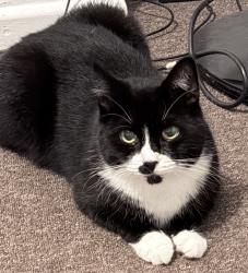 Lost Female Cat last seen baffins, Portsmouth, England 