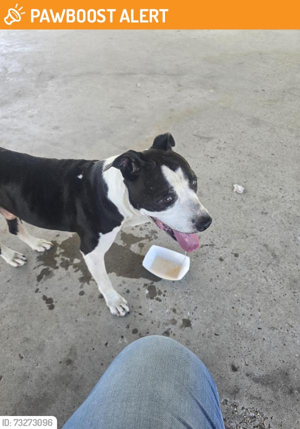 Found/Stray Male Dog last seen Woodland W Dr & Winding Meadow Court & Warren Road, Woodland Trails West, TX 77040