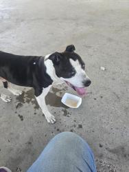 Found/Stray Male Dog last seen Woodland W Dr & Winding Meadow Court & Warren Road, Woodland Trails West, TX 77040