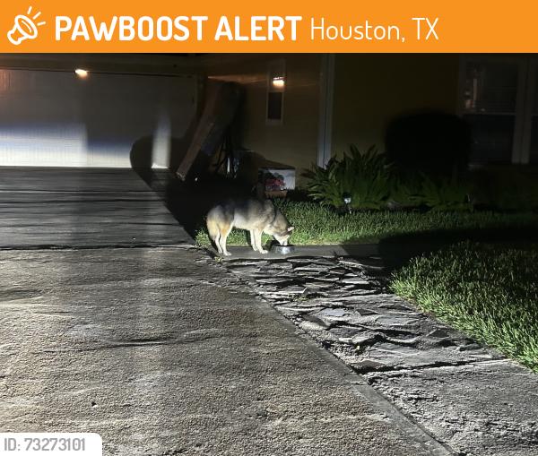 Found/Stray Unknown Dog last seen Sauer across from Turner Lockhart Elementary, Houston, TX 77004