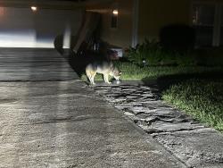 Found/Stray Unknown Dog last seen Sauer across from Turner Lockhart Elementary, Houston, TX 77004