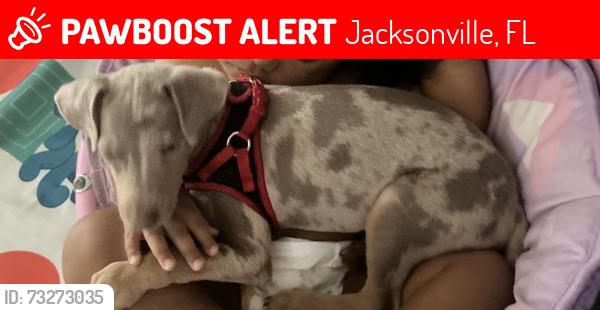 Lost Male Dog last seen Wilson Blvd, Jacksonville, FL 32210