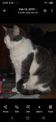 Lost Female Cat last seen Crystal Ave & Dora St, Staten Island, NY 10314, USA, Staten Island, NY 10314