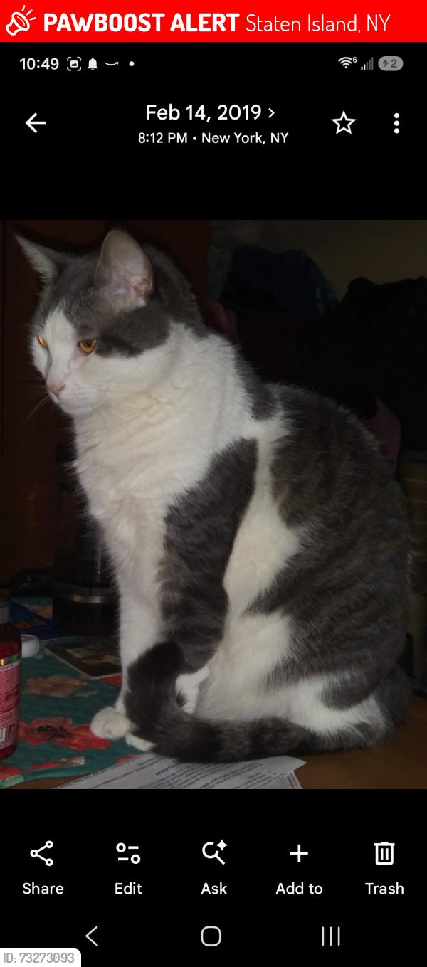 Lost Female Cat last seen Crystal Ave & Dora St, Staten Island, NY 10314, USA, Staten Island, NY 10314