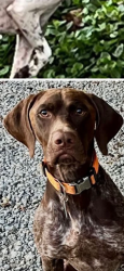 Lost Male Dog last seen cowan lake, Clinton County, OH 45177