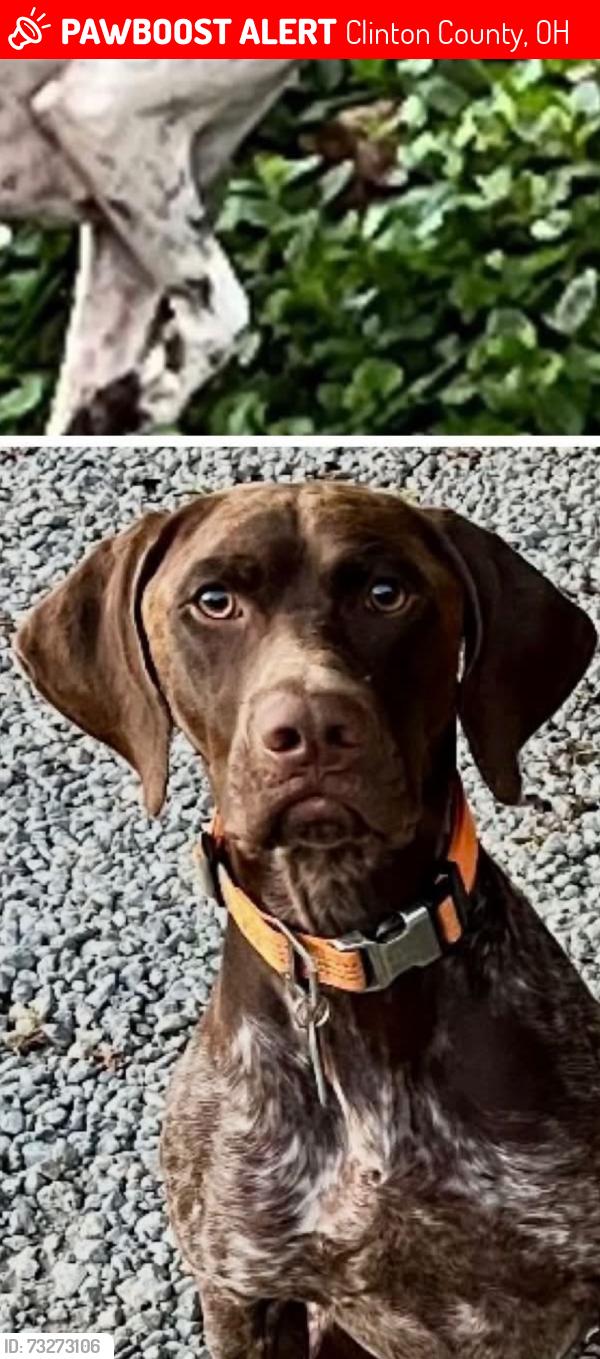 Lost Male Dog last seen cowan lake, Clinton County, OH 45177