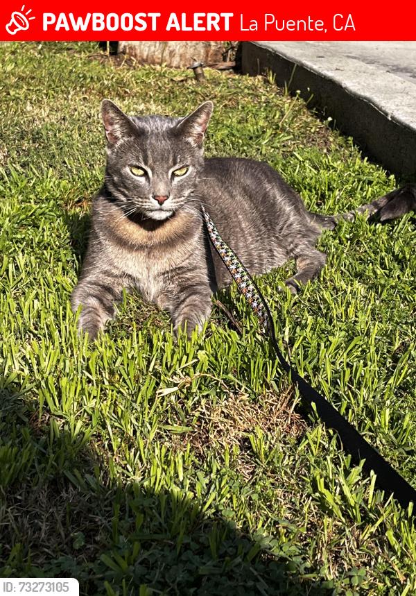 Lost Male Cat last seen Covina Hills Motor Homes, La Puente, CA 91744